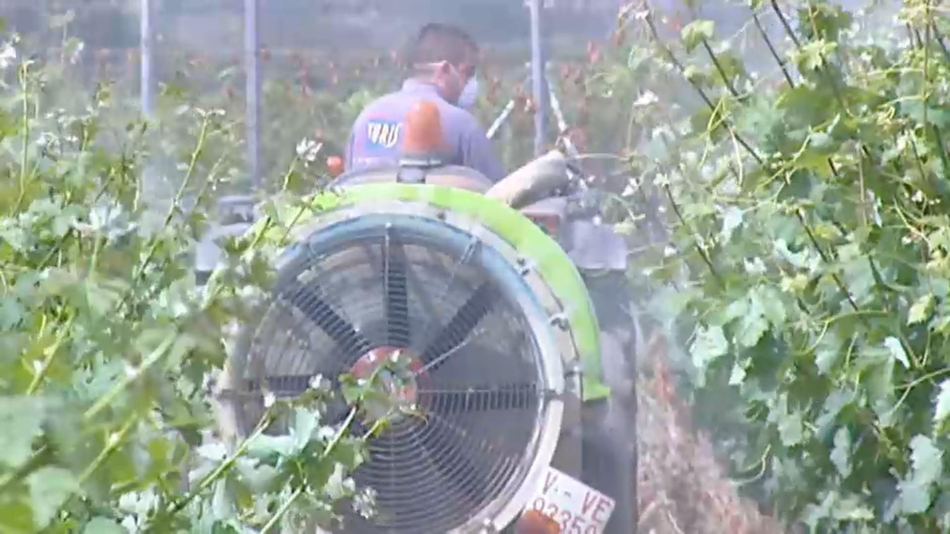 VÍDEO | Castelló restringirà l’ús del glifosat a les sèquies