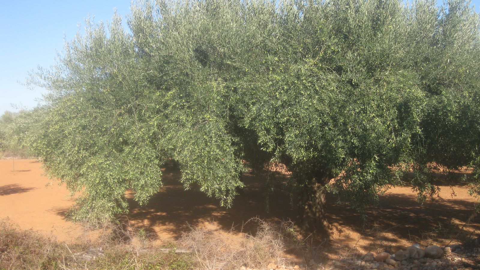 Un olivar, en arxiu