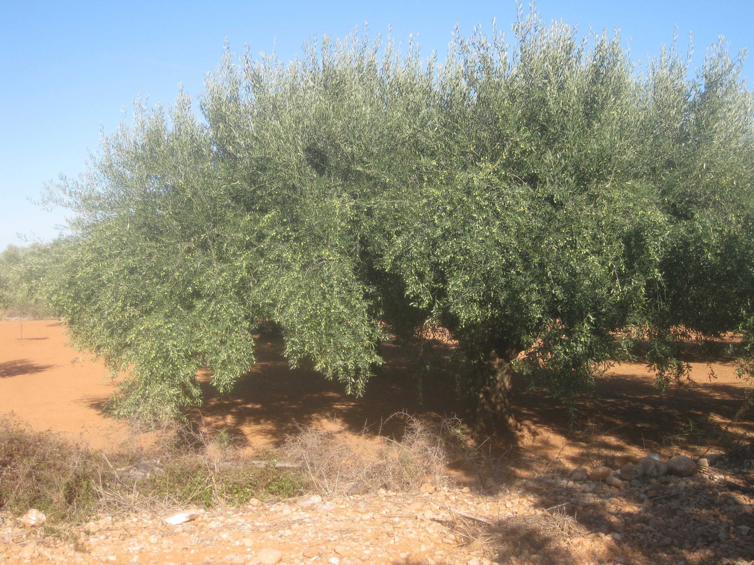 Un olivar, en arxiu
