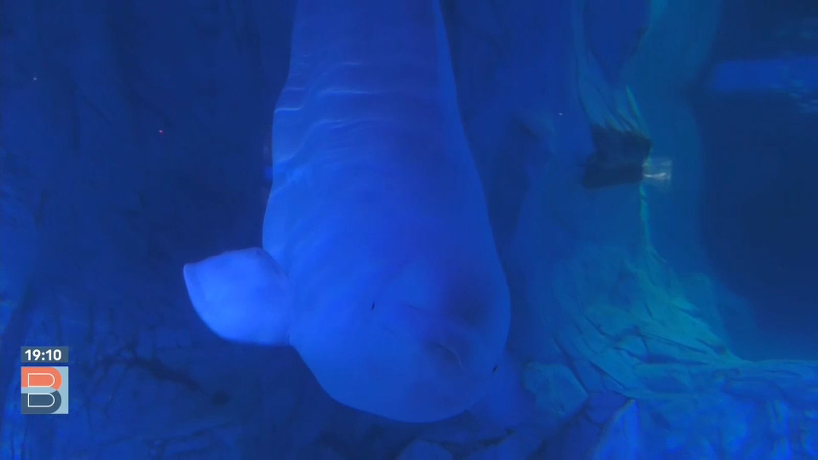 Una beluga de l'Oceanogràfic de València