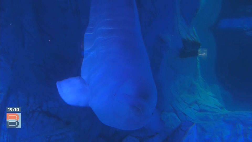 Una beluga de l'Oceanogràfic de València Una beluga de l'Oceanogràfic de València