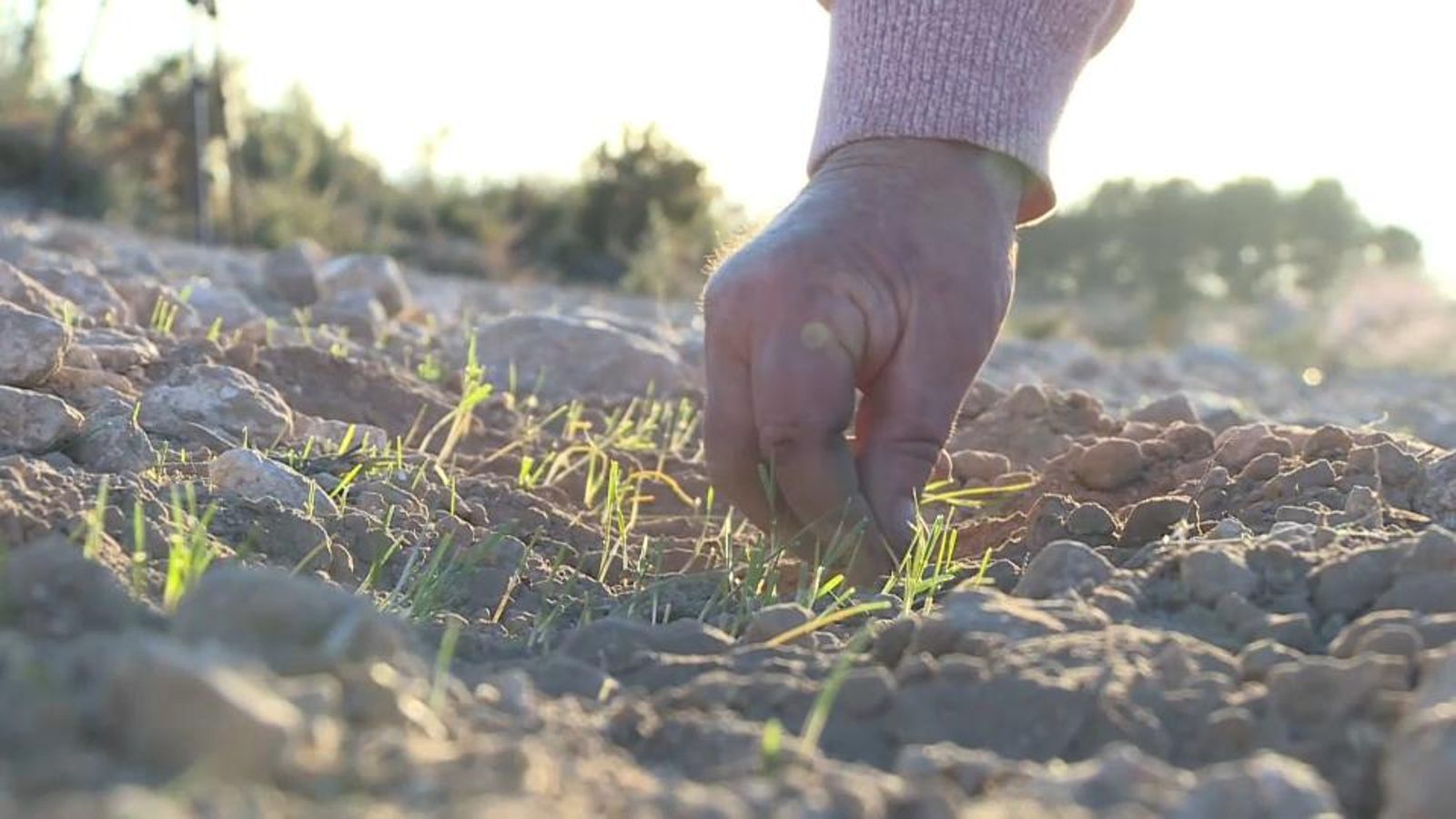 Un llaurador de l'alt Vinalopó comprova el terreny sec per la falta de plujes