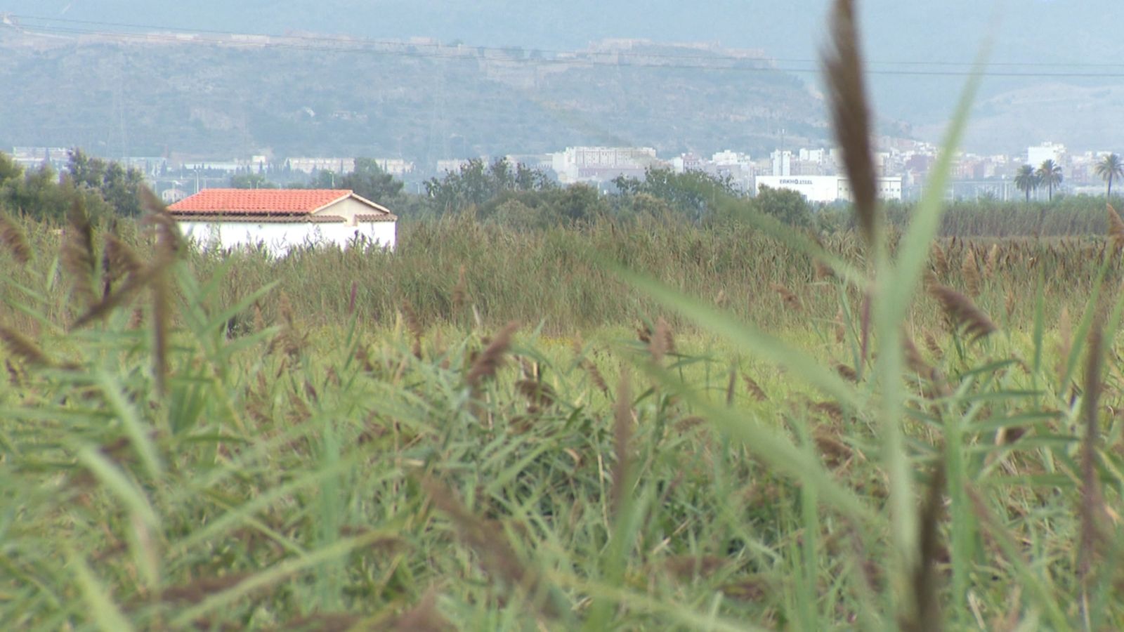 L'Horta Nord pateix des de fa dies una plaga de mosquits que afecta la població