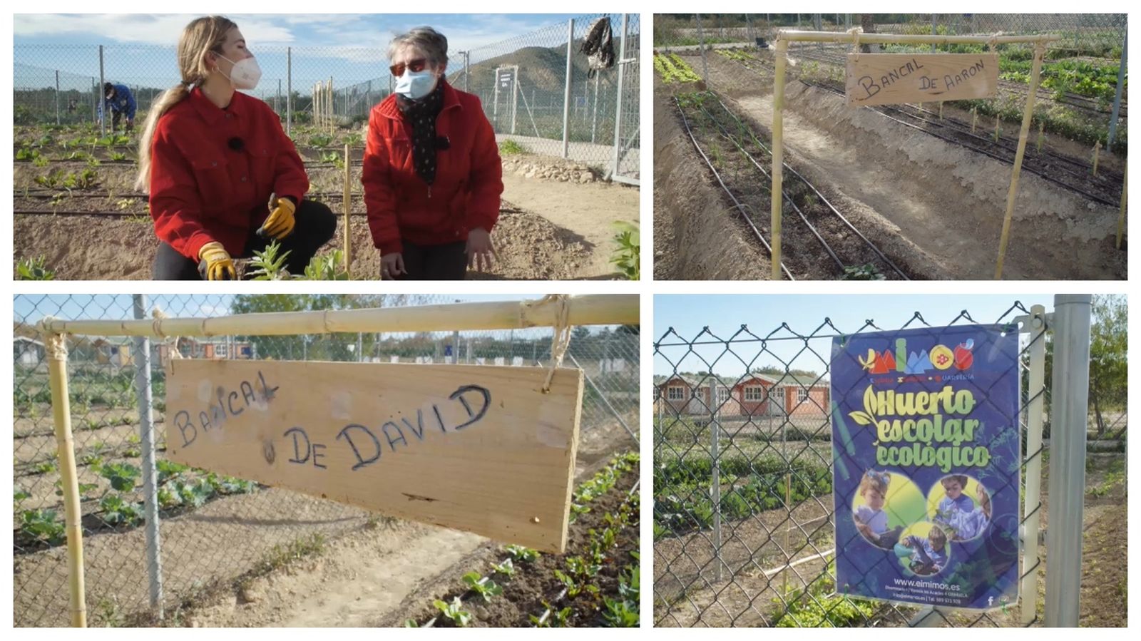 Les parcel·les es van adjudicar fa dos mesos i aquesta és la primera plantació dels usuaris dels horts urbans.