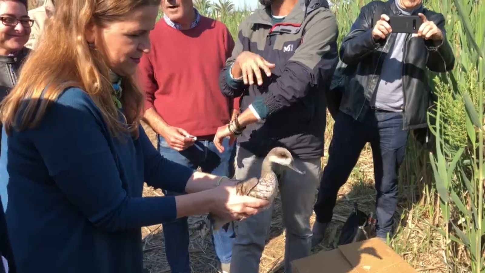 La consellera de Medi Ambient ha soltat hui en el parc un exemplar de rosseta, un ànec en perill crític d'extinció