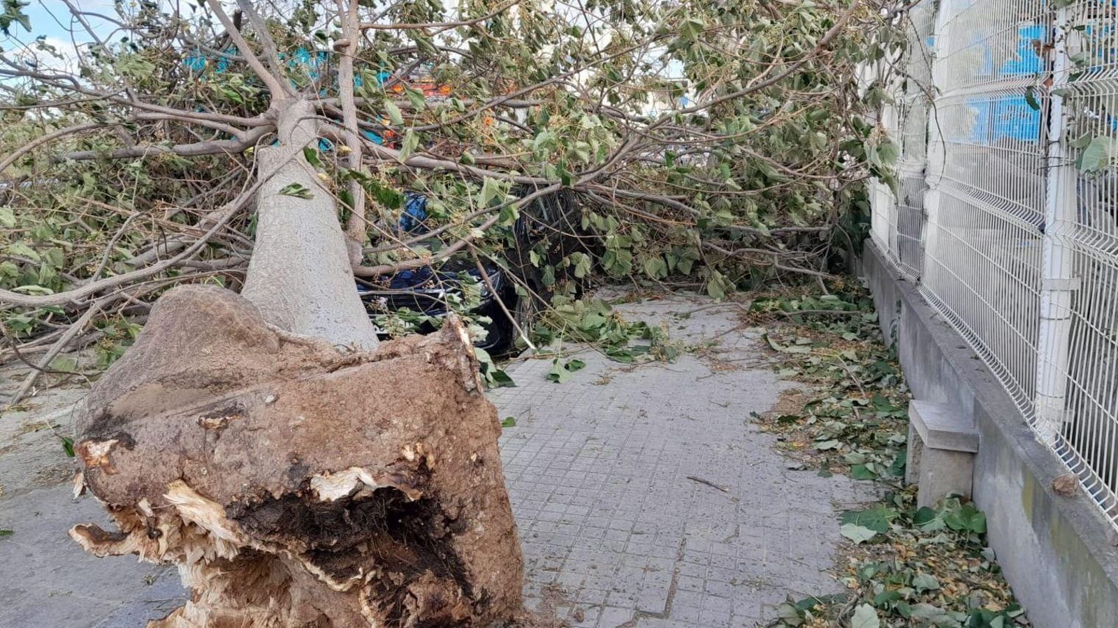 Arbre caigut a Riba-roja de Túria