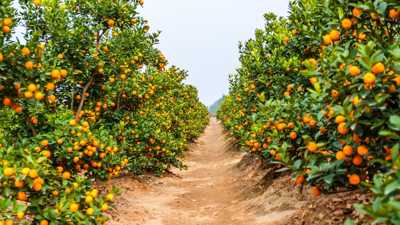 Els integrants de la banda forçaven als agricultors a canviar-los bitllets falsos per moneda legal