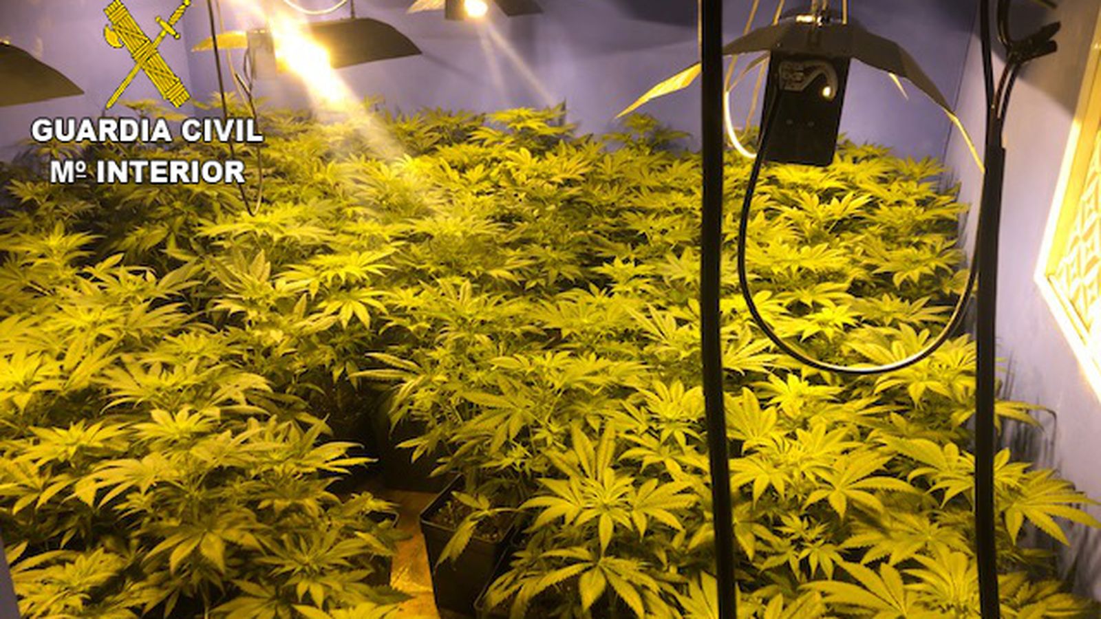 La Guàrdia Civil va decomissar 158 plantes de marihuana en la vivenda