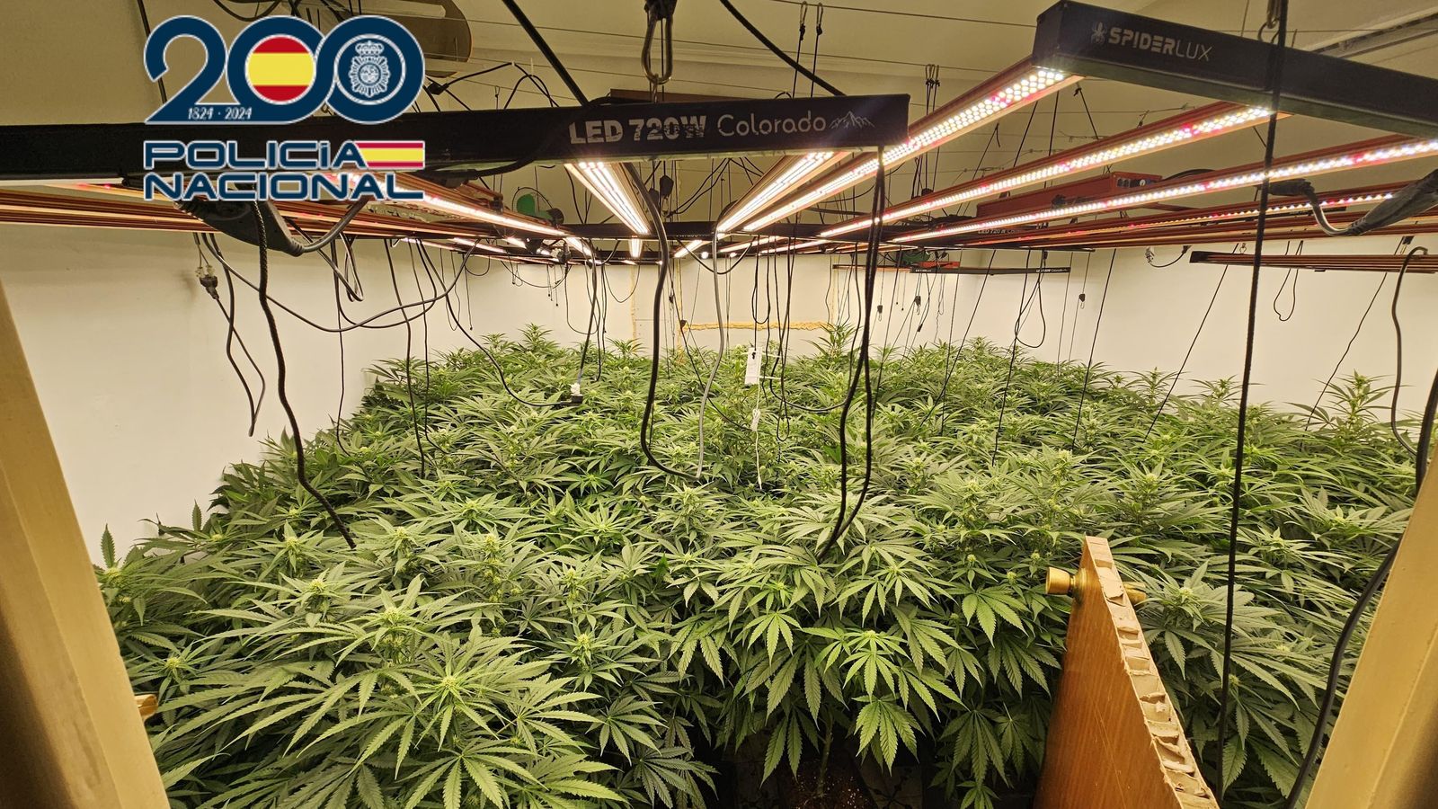 La plantació de marihuana desmantellada