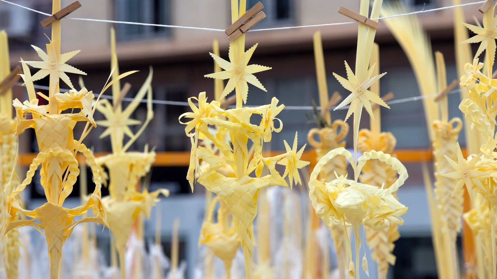 Palmes blanques d'Elx