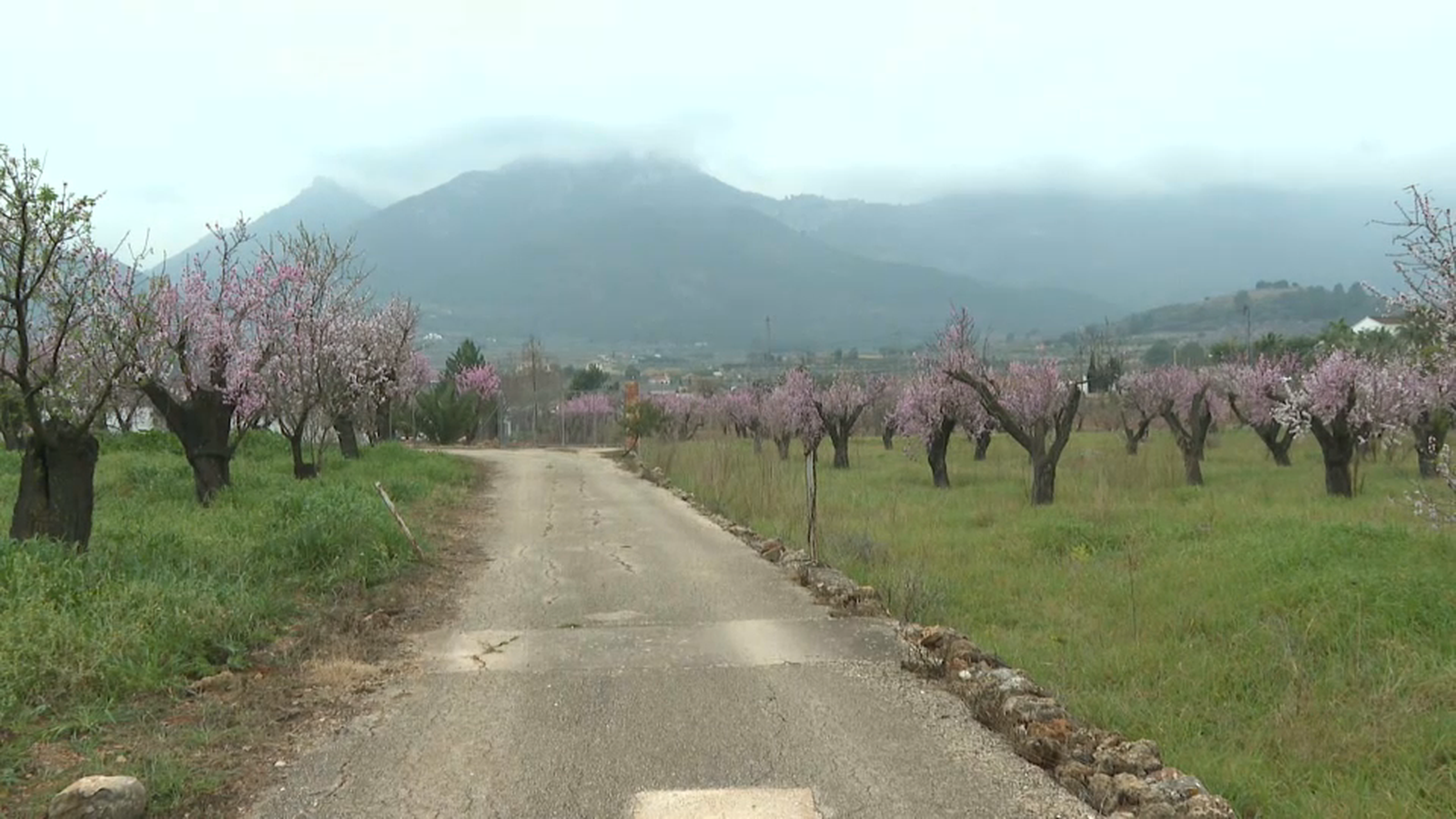 Cultius d'ametlers en zona muntanyosa