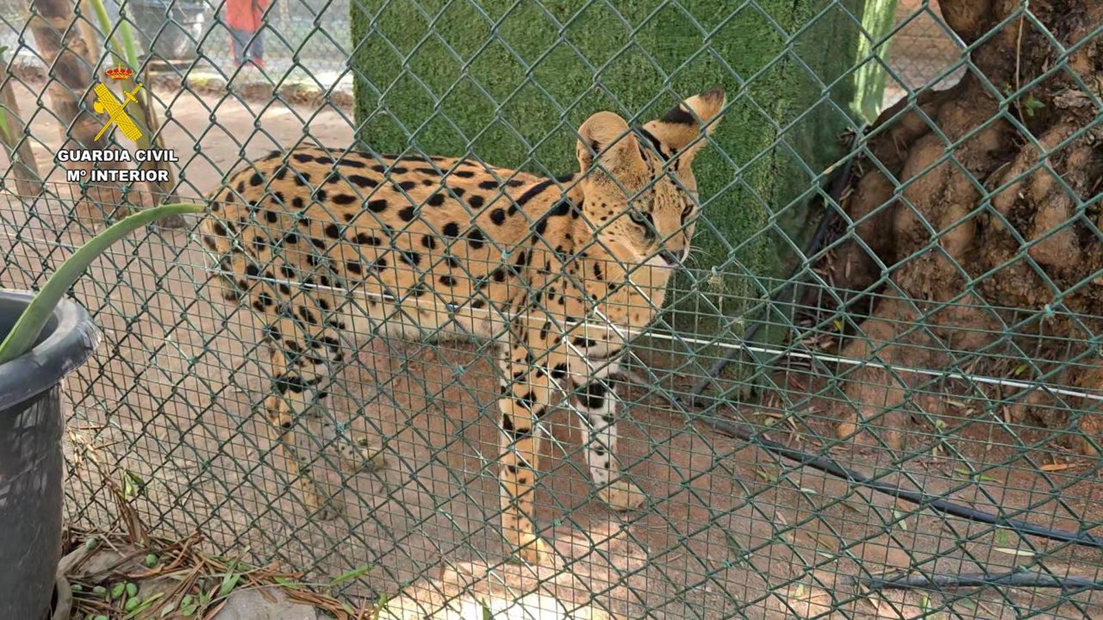 Un dels animals trobats al zoo il·legal