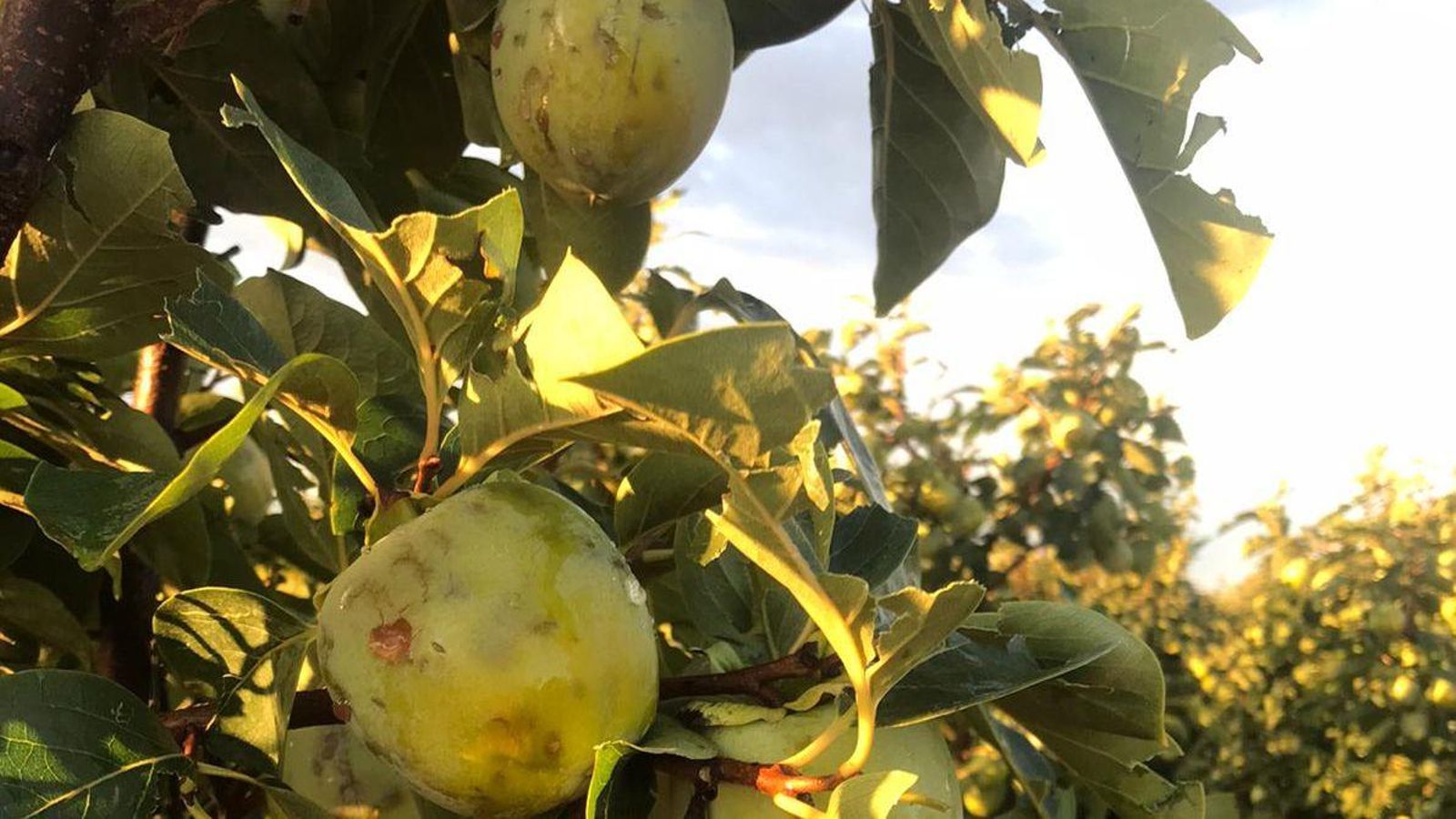 Caquis afectats pel temporal a Carlet