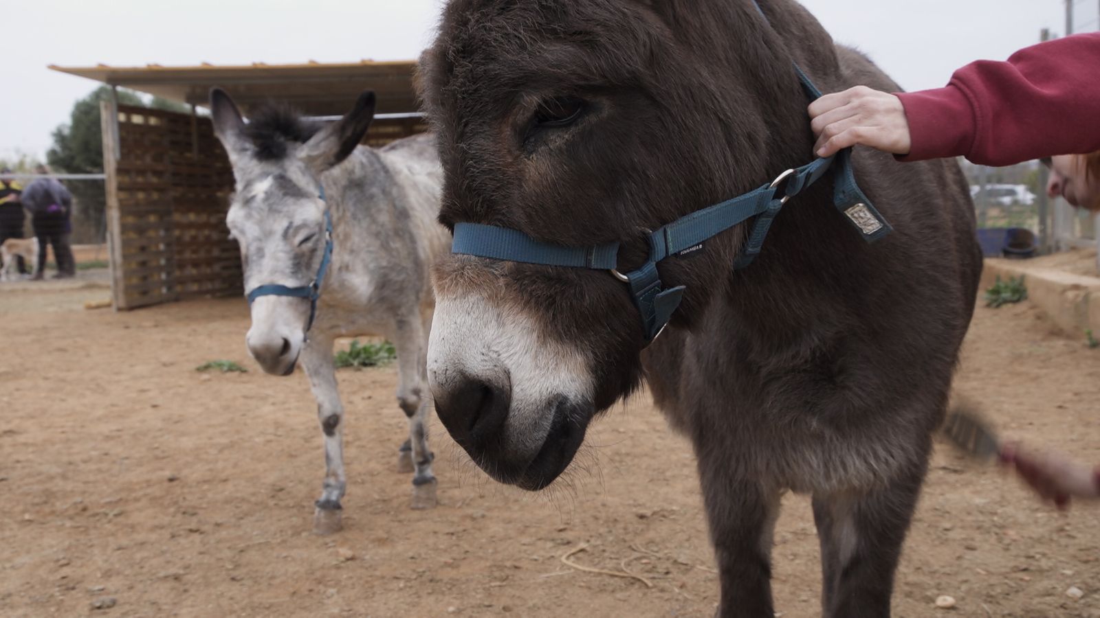 Animalades | Amor bestial