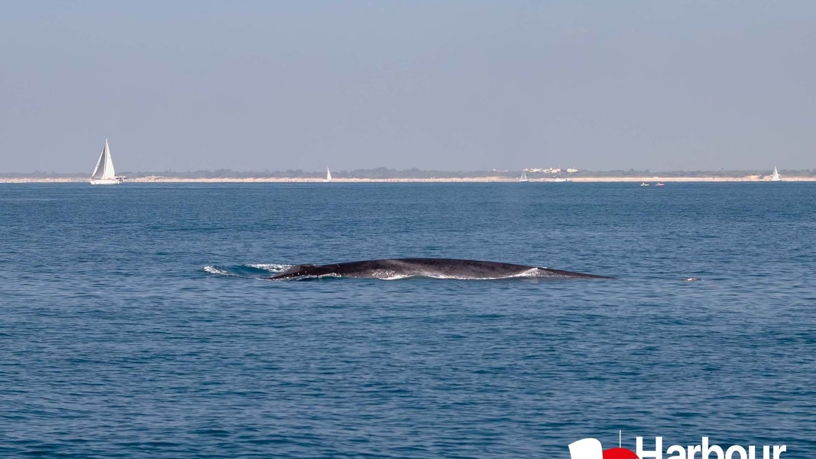 Cetaci captat aquest dissabte en les aigües del Port de València