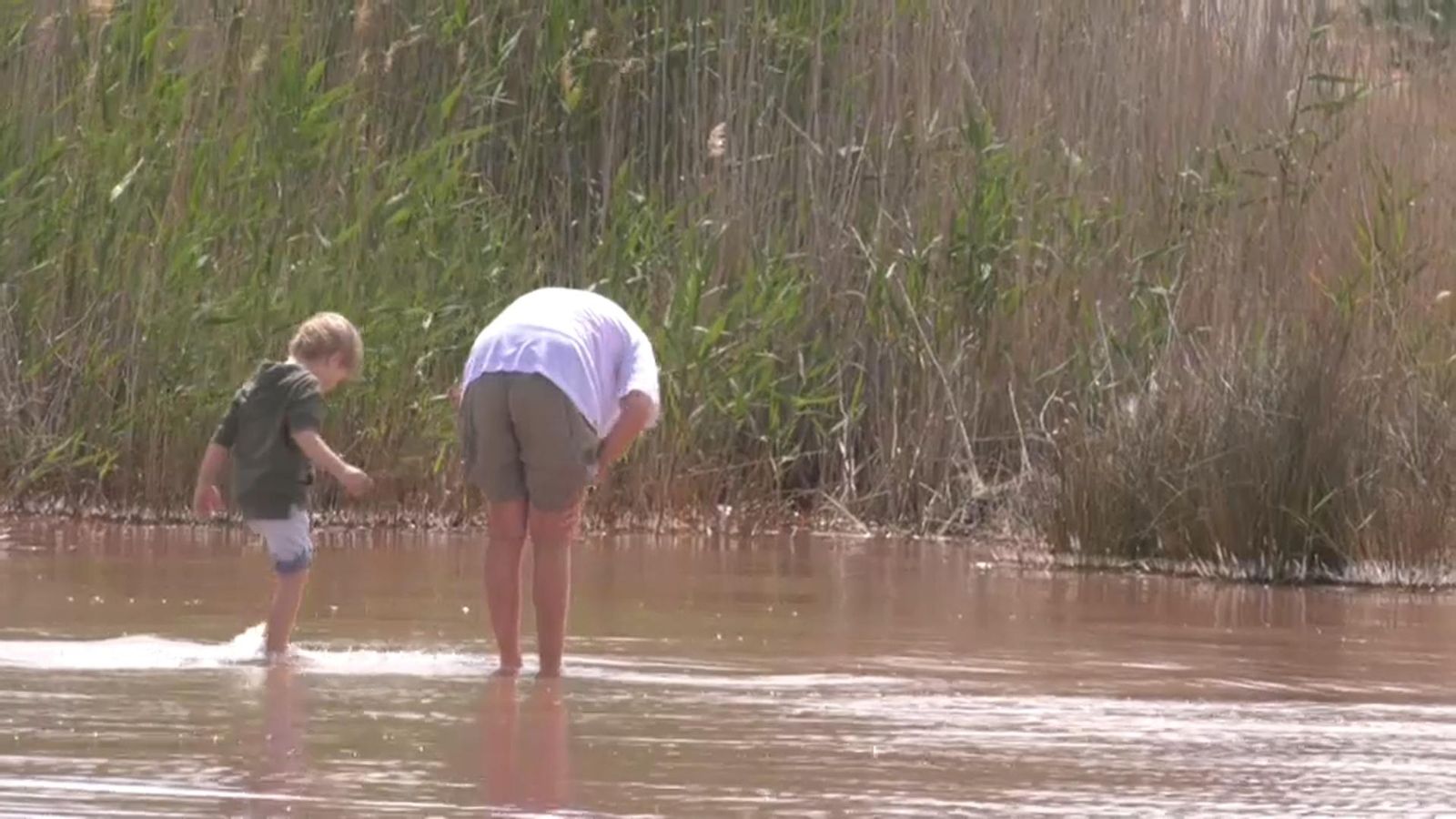 La Generalitat tallarà 27.000 arbres per a salvar les llacunes de Torrevella i la Mata