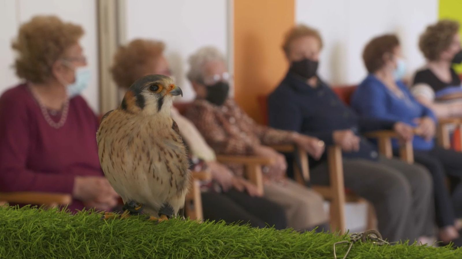 02.07.2022 | Animalades, un món bestial
