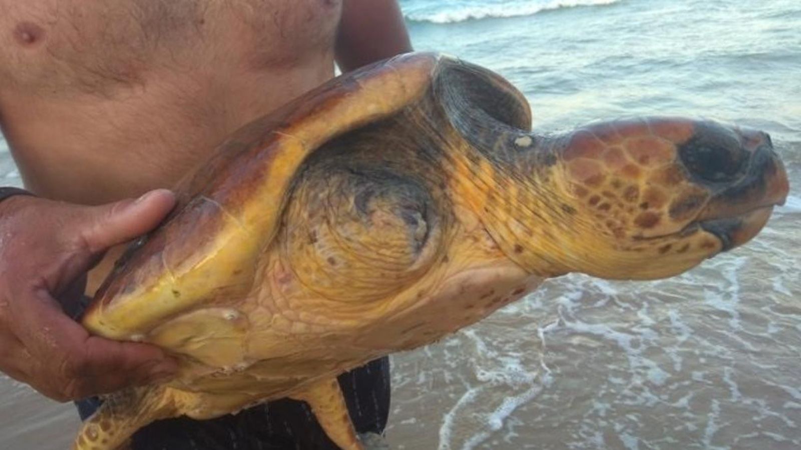 Tortuga bova trobada a la platja de Gandia