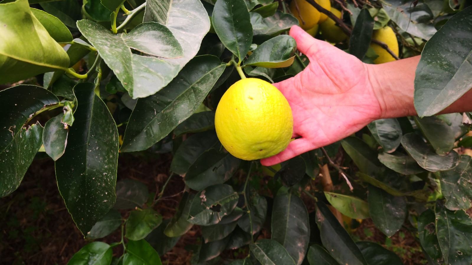 La 'Citrus Fundació', el projecte de conservació de fruites cítriques de Vicent Todolí