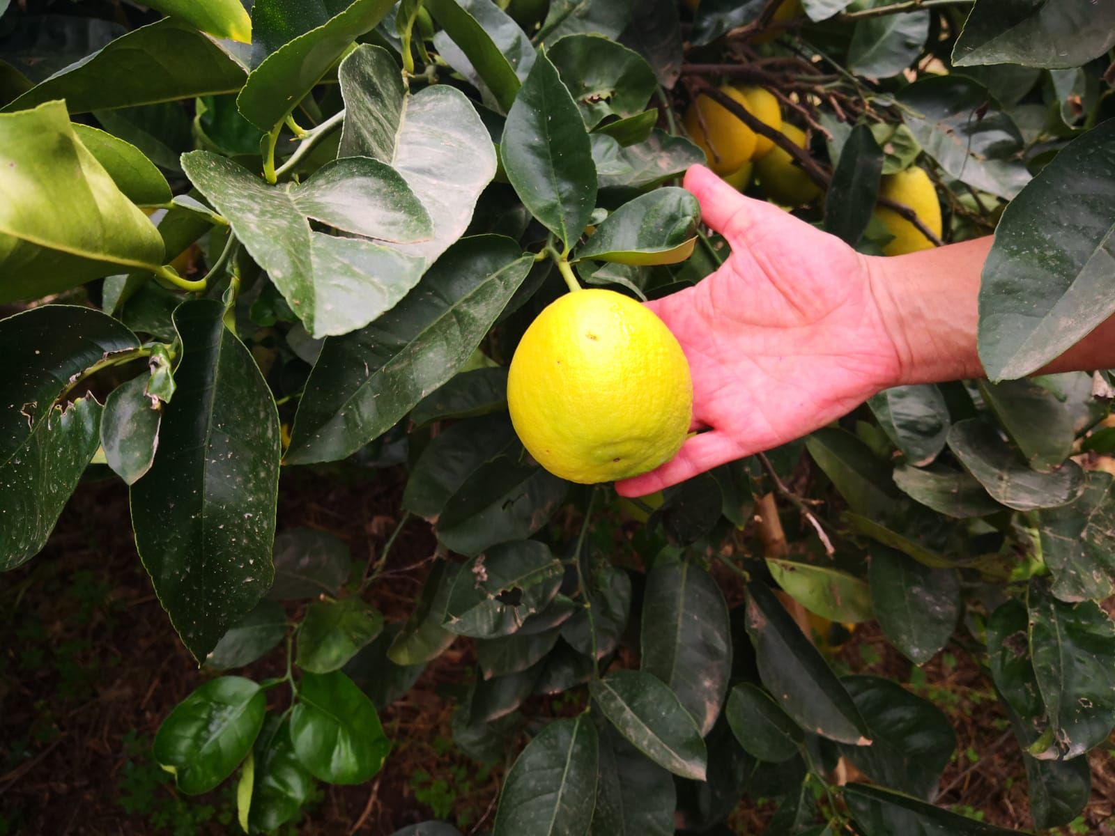 La 'Citrus Fundació', el projecte de conservació de fruites cítriques de Vicent Todolí