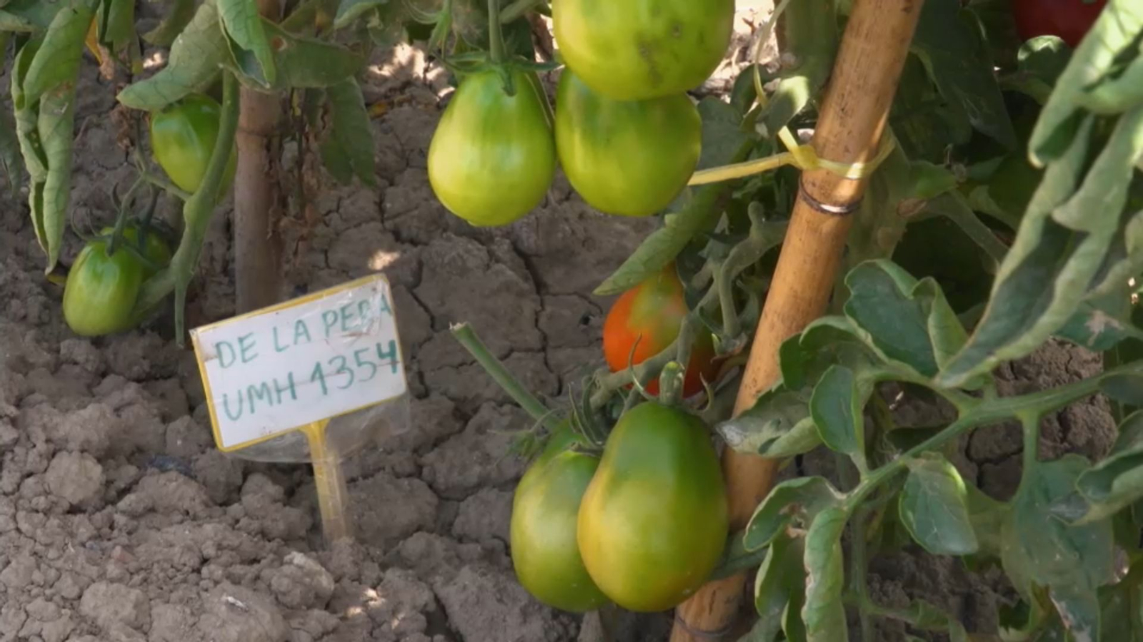 Tomaca de la pera / Terra viva