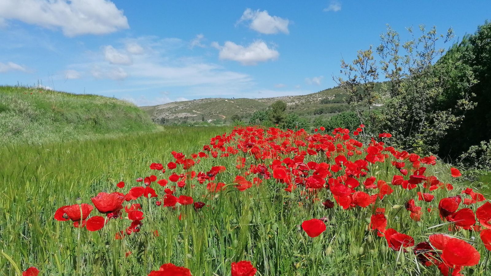 Alffara, el Comtat