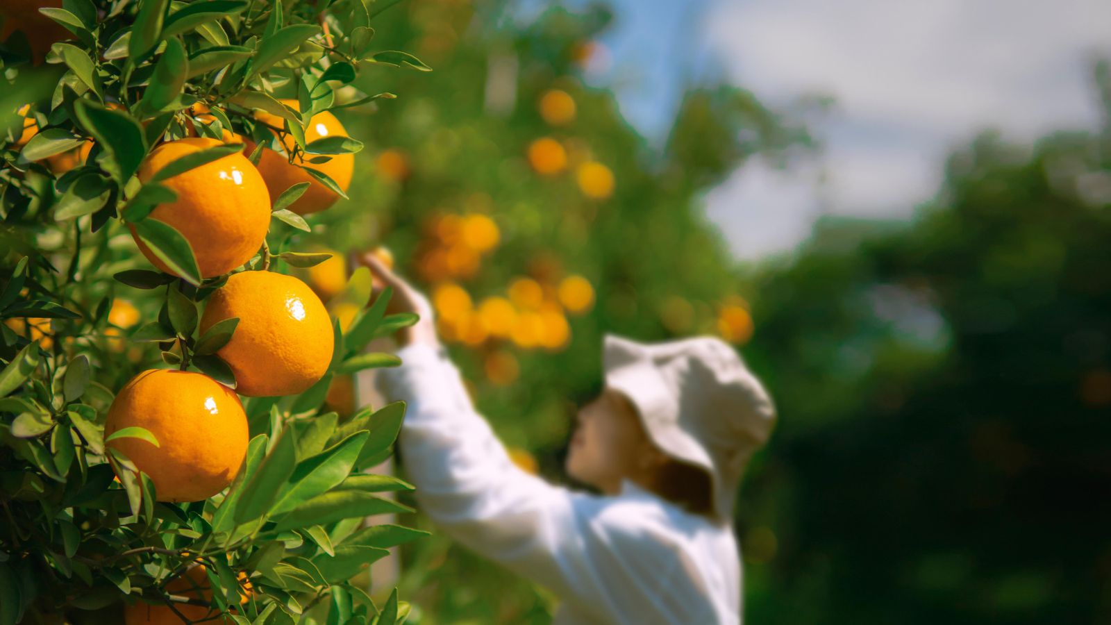 El cítrics acumulen pèrdues de 240 millones pel tancament del mercat rus