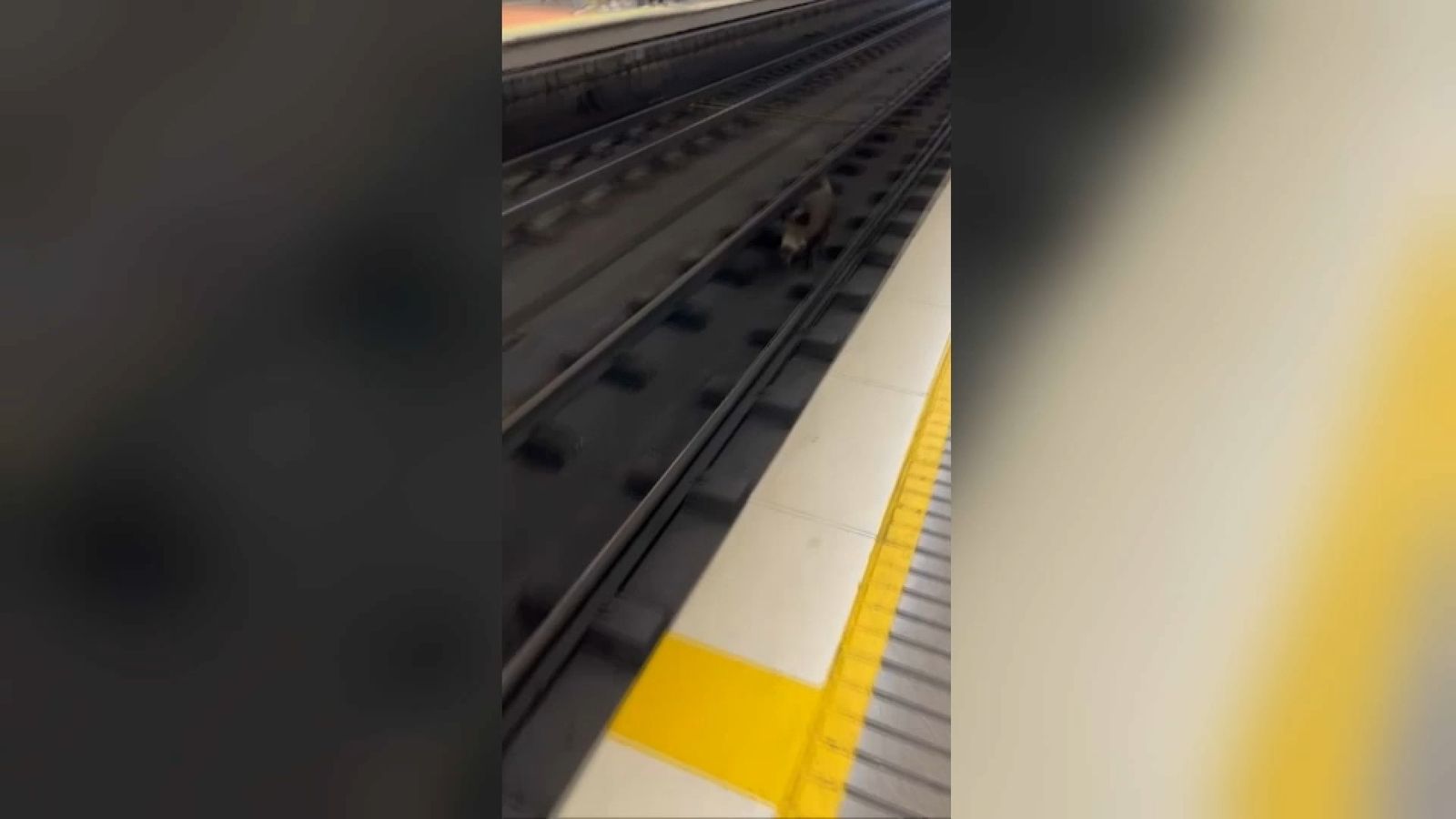 Porc senglar en el metro