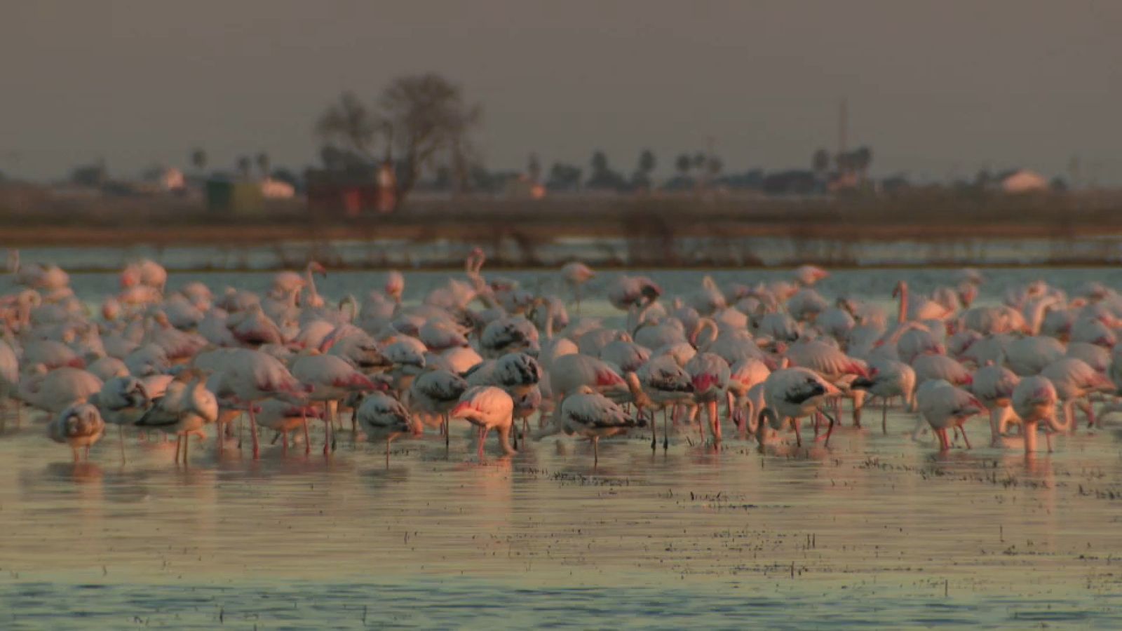 Una imatge dels flamencs