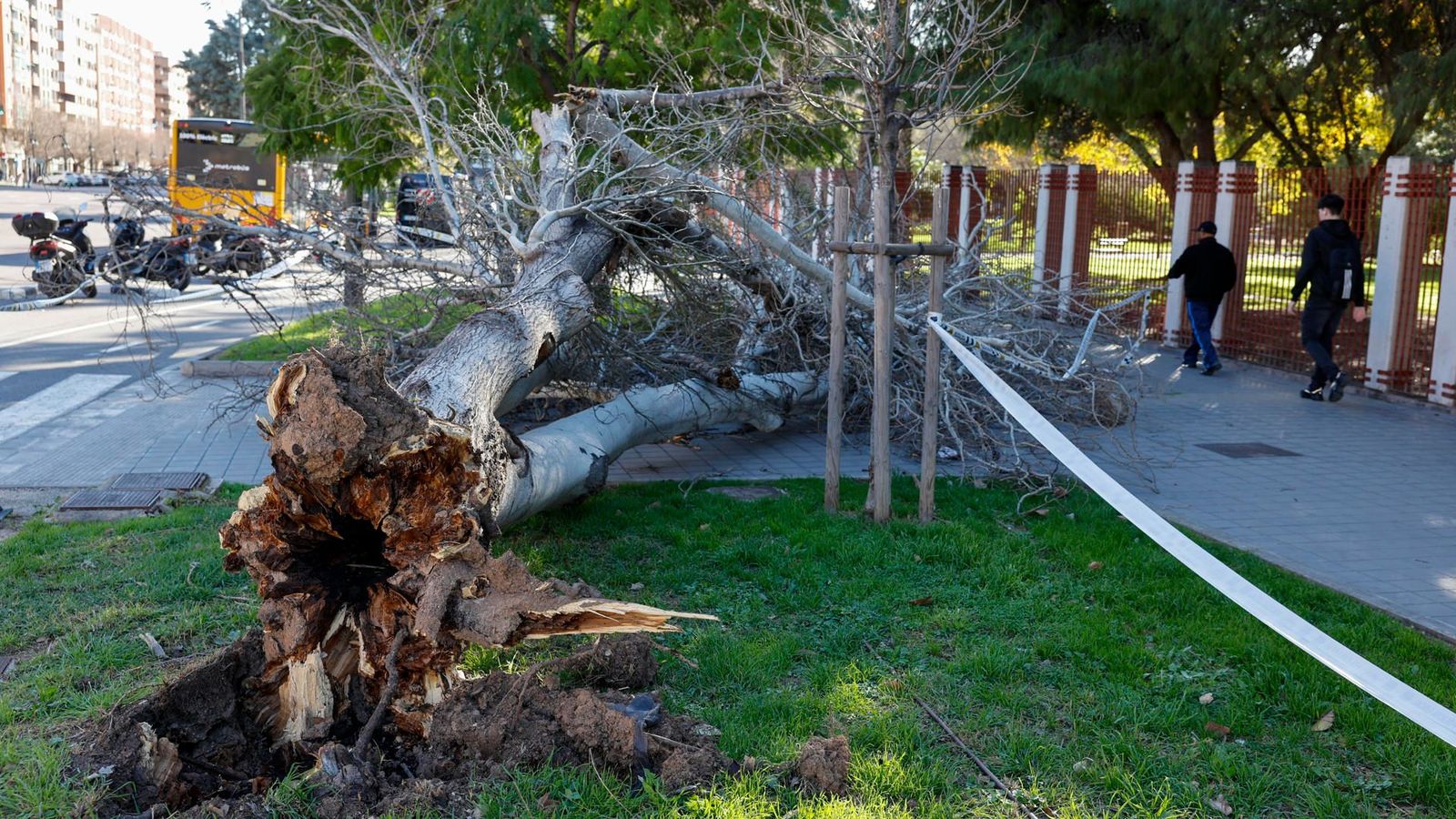 Un arbre caigut pel vent a València