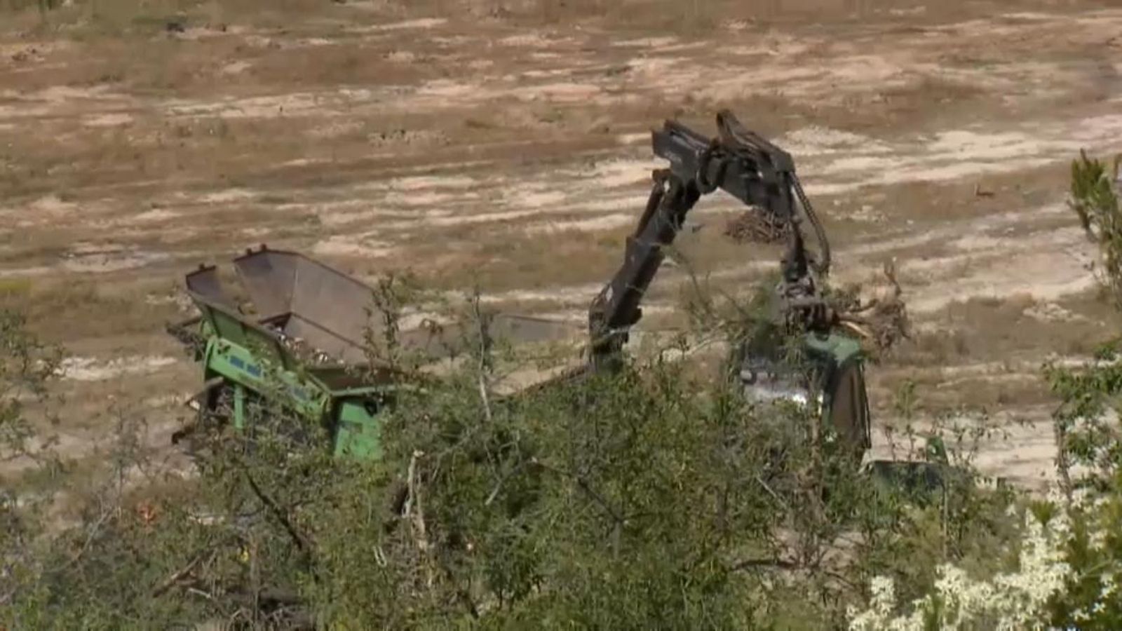 Per a controlar la xilel·la, s'arranquen els arbres afectats