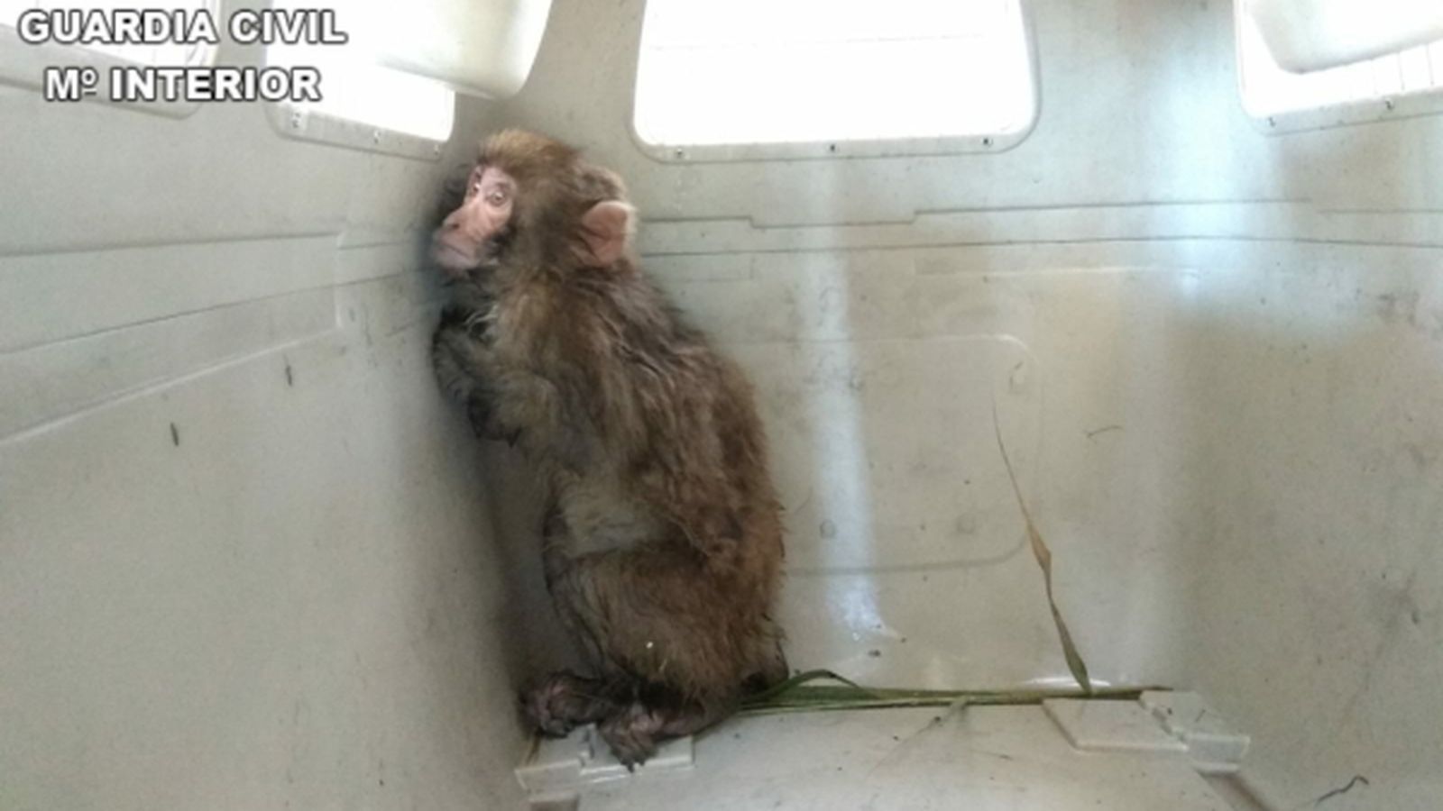 En imatge, el macaco capturat a Rojals