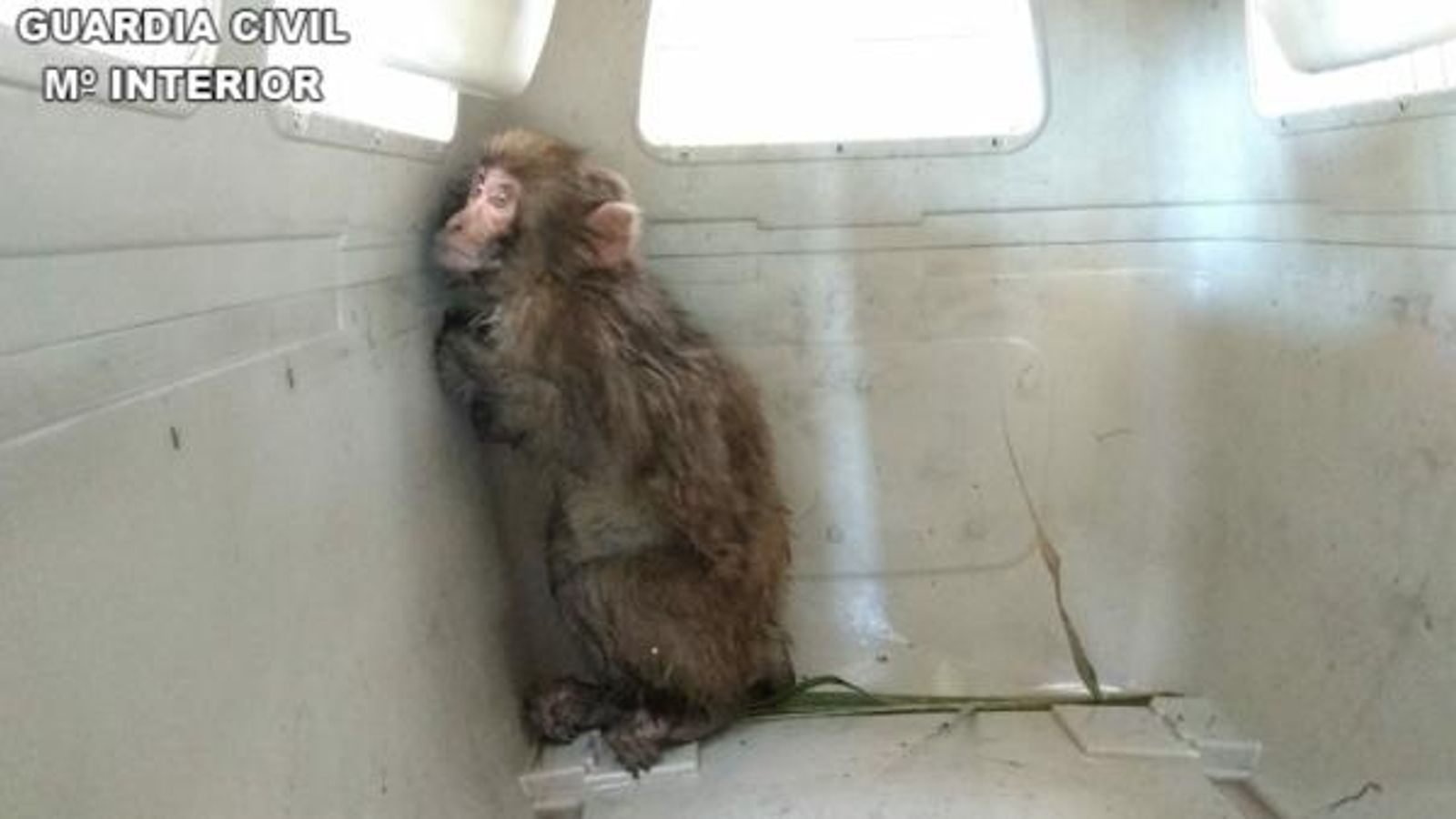 En imatge, el macaco capturat a Rojals