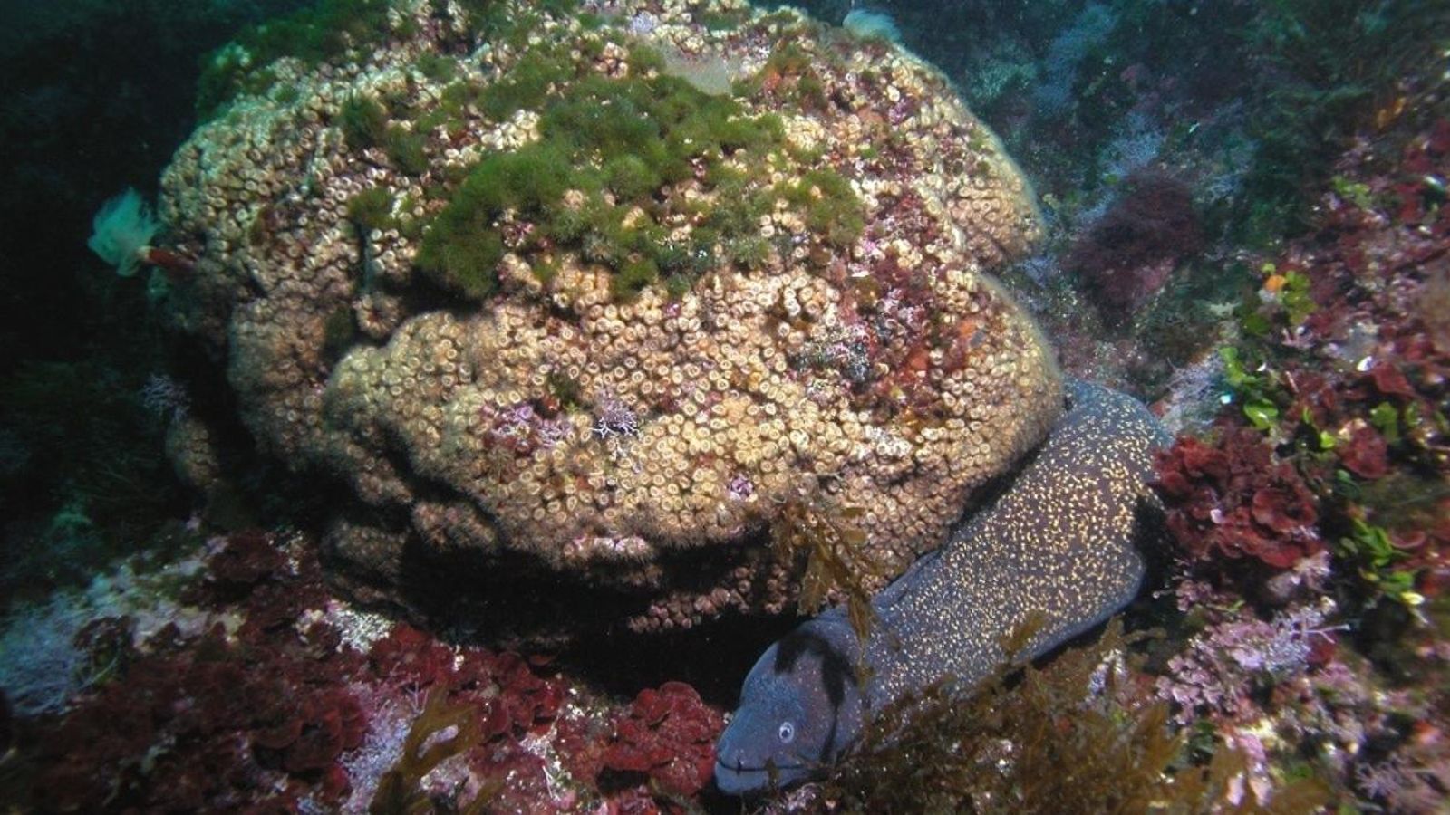 Els corals vius de les Columbretes tenen una estratègia de supervivència només coneguda en fòssils