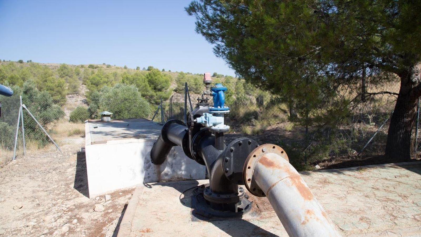 Imatge d'un pou de sequera valencià