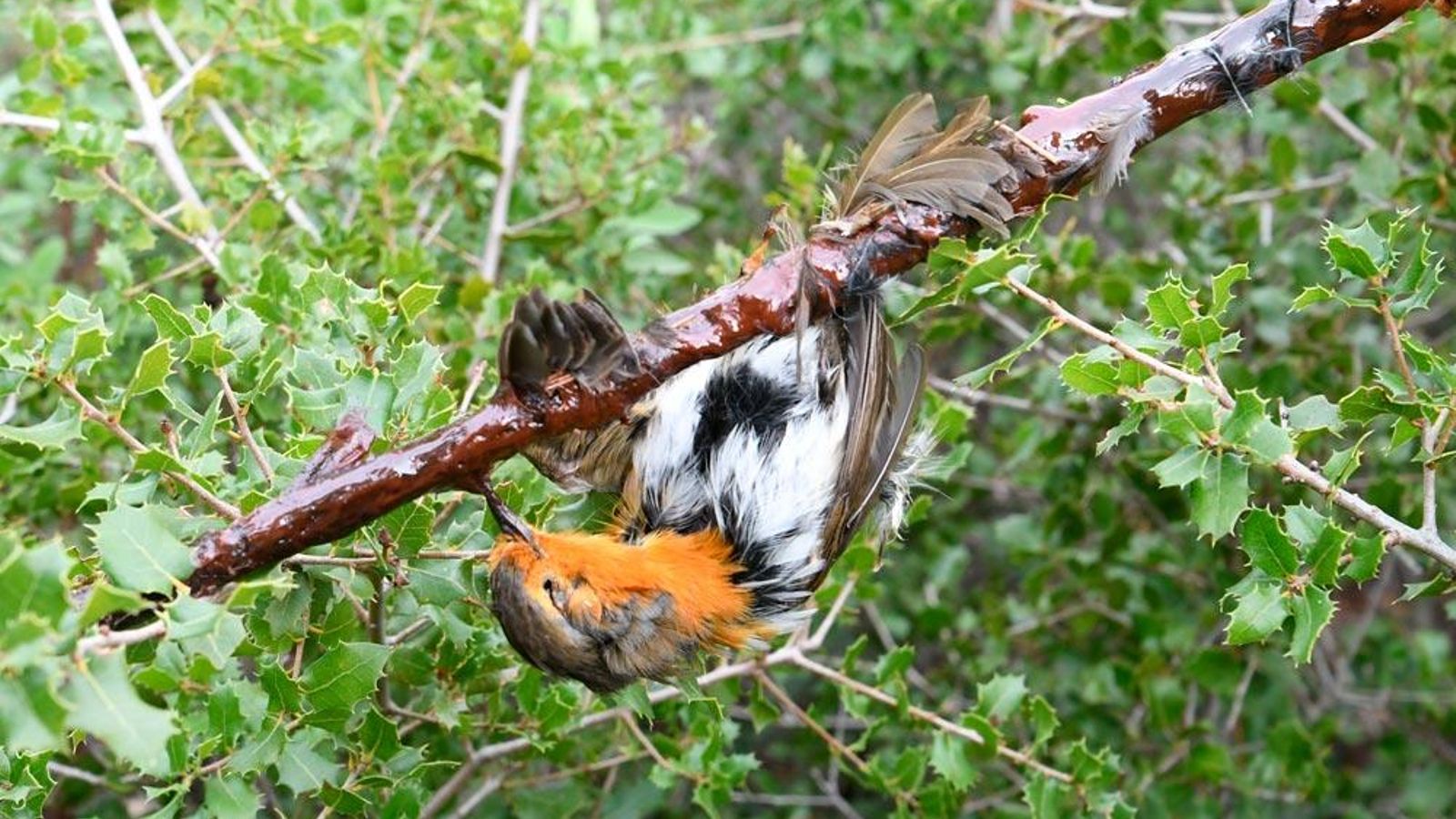 Un pardal atrapat en una branca a causa de la caça en parany