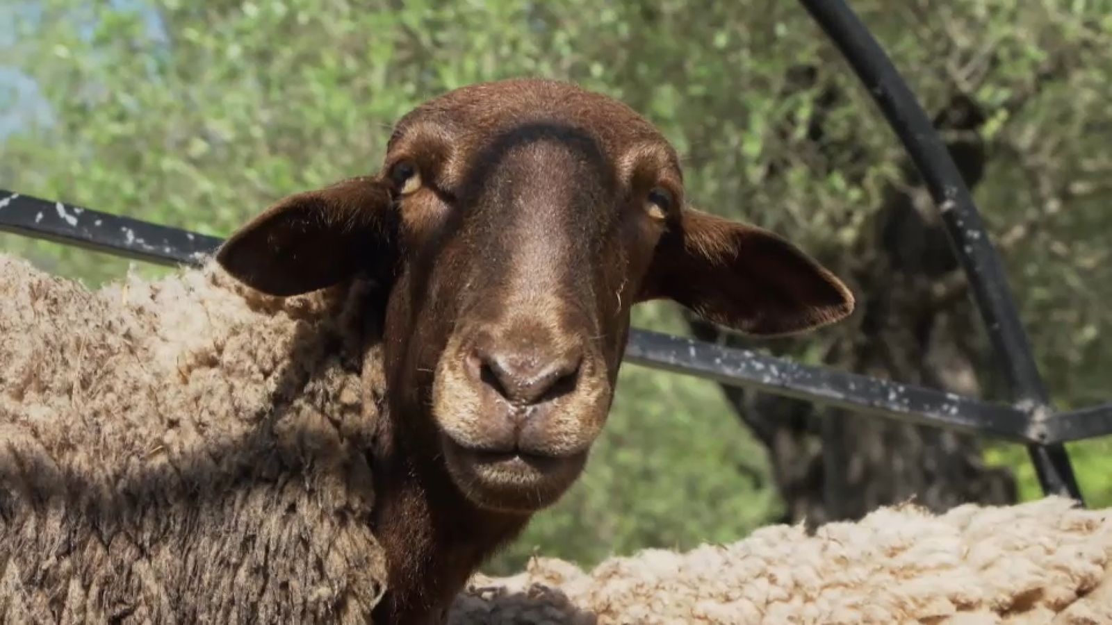 12.06.2022 | Animalades, un món bestial