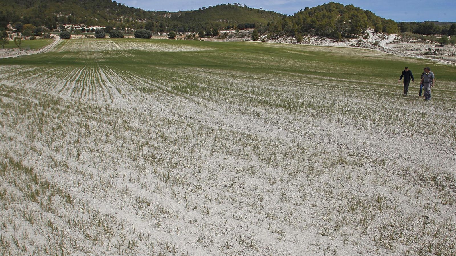 Tres agricultors recorren un camp quasi erm pels efectes devastadors de la sequia i la calor a Alcoi