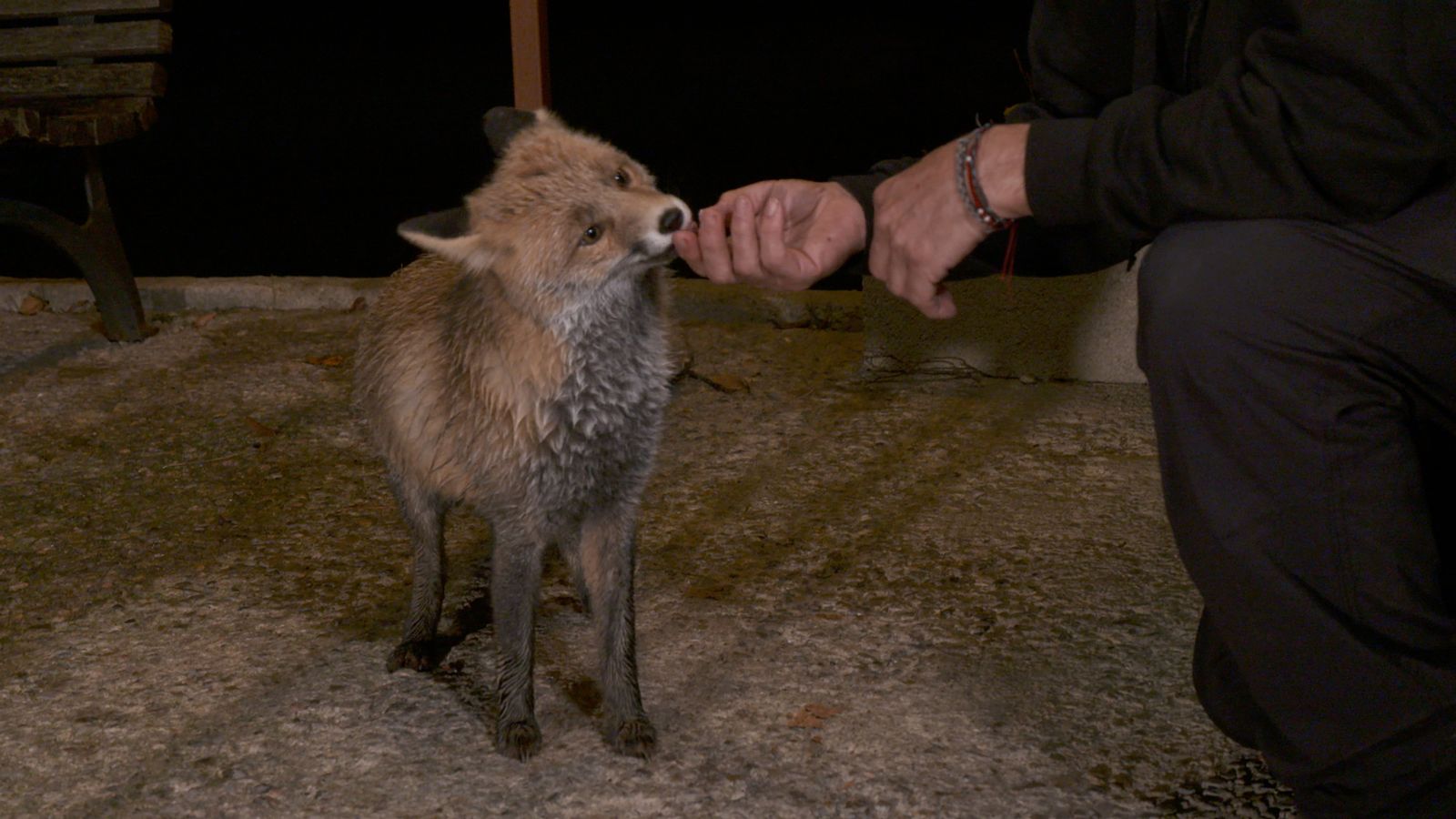 15.12.2024 | Animals que ens necessiten