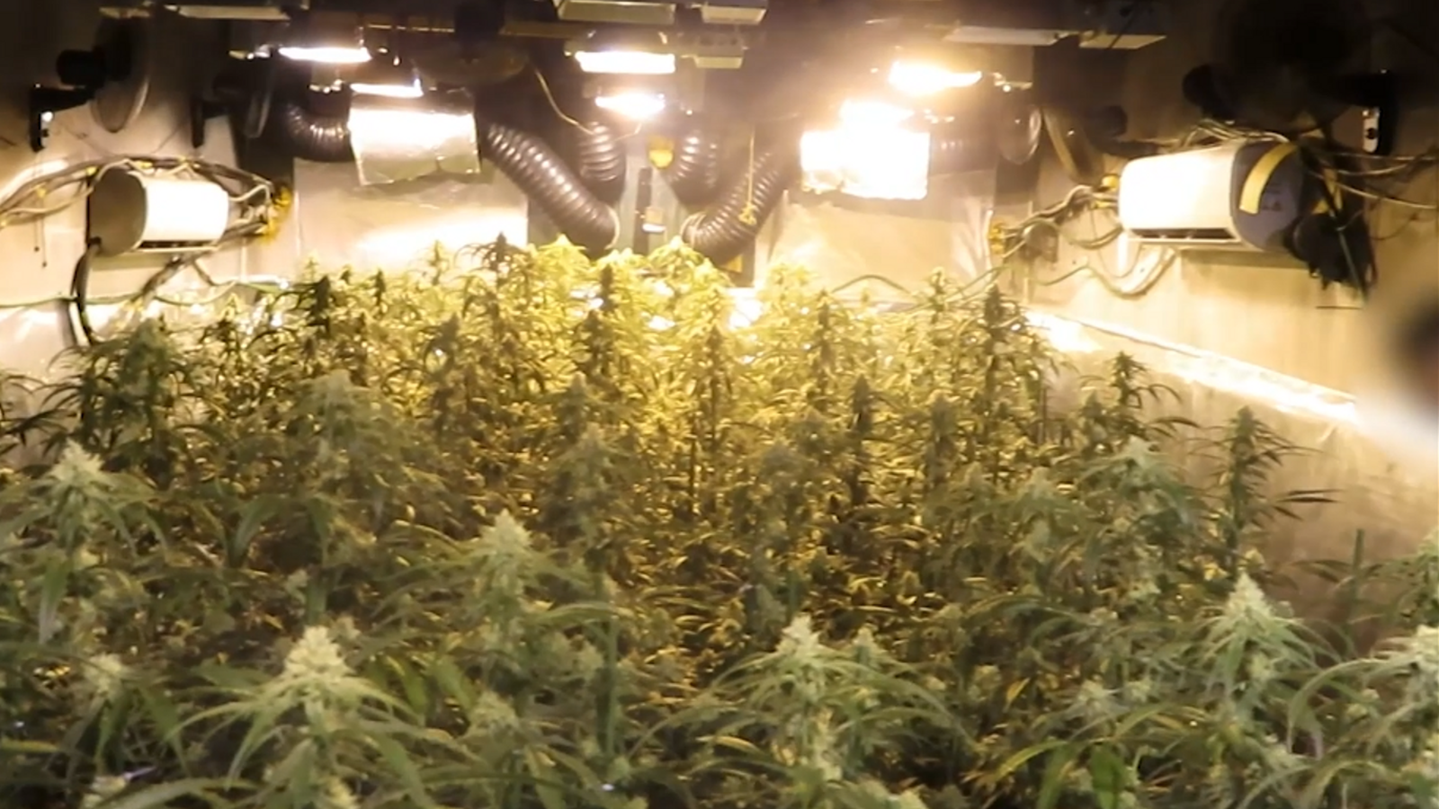Imatge d'arxiu d'un plantació de marihuana
