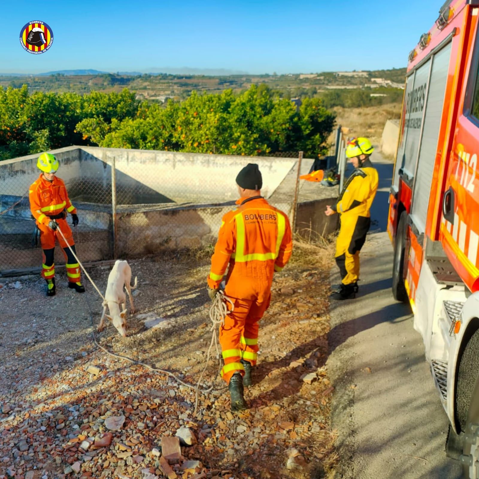 Rescat d'una gossa conillera a Benicolet