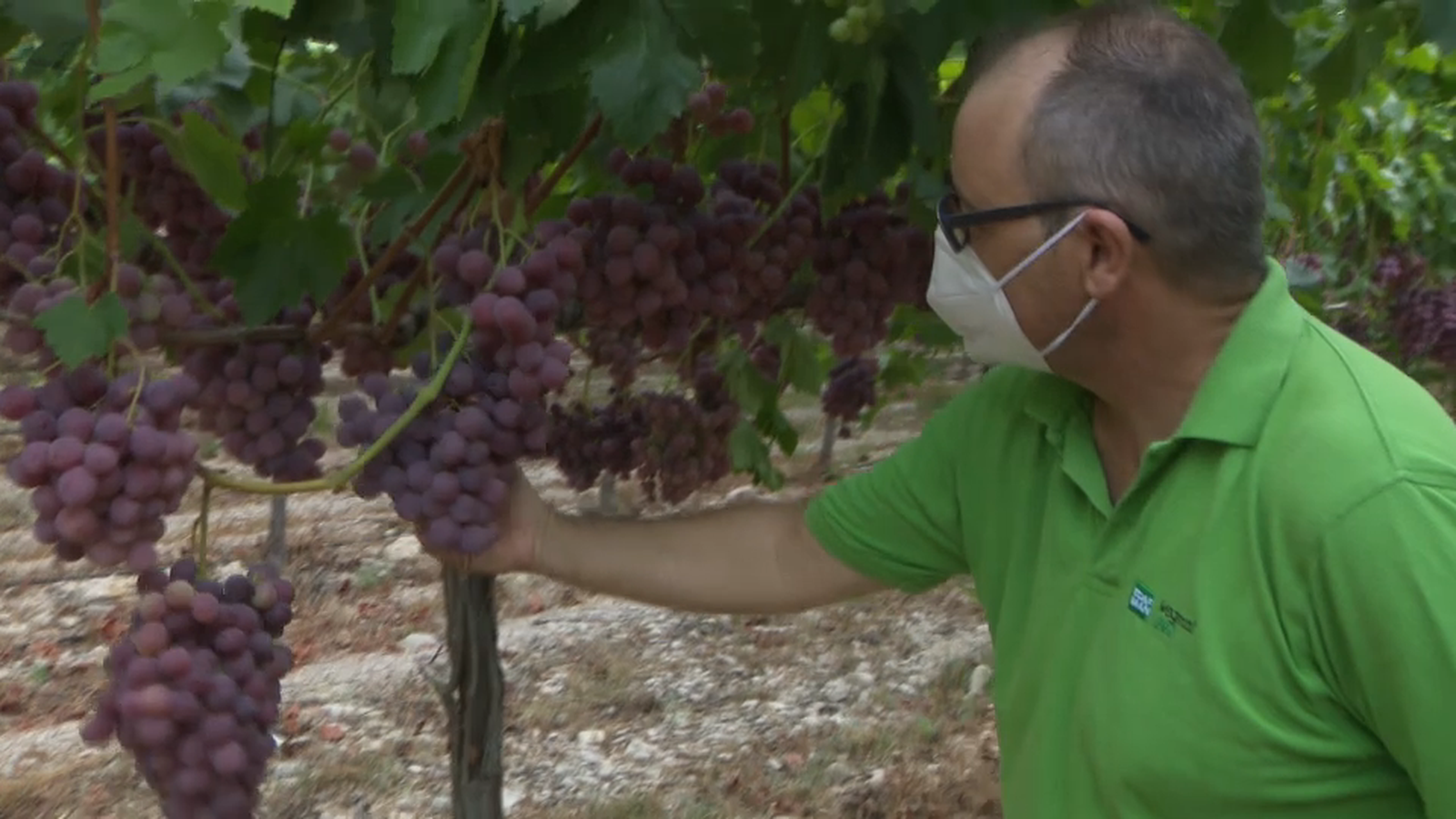 Imatge de cultiu de raïm al Vinalopó Mitjà