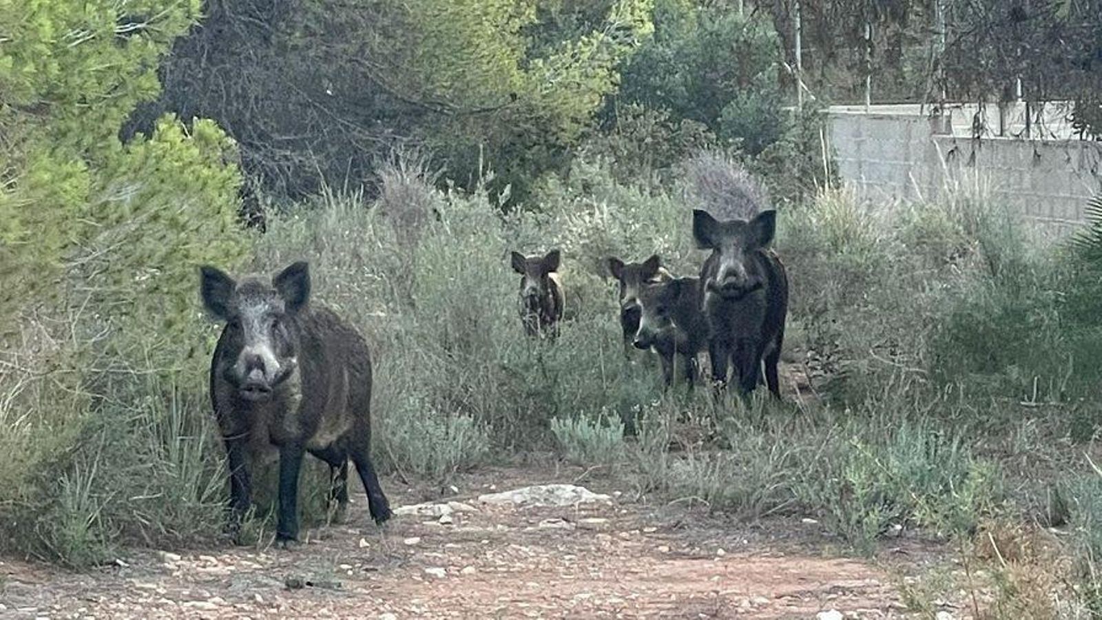 Porsc seglars a la Comunitat Valenciana
