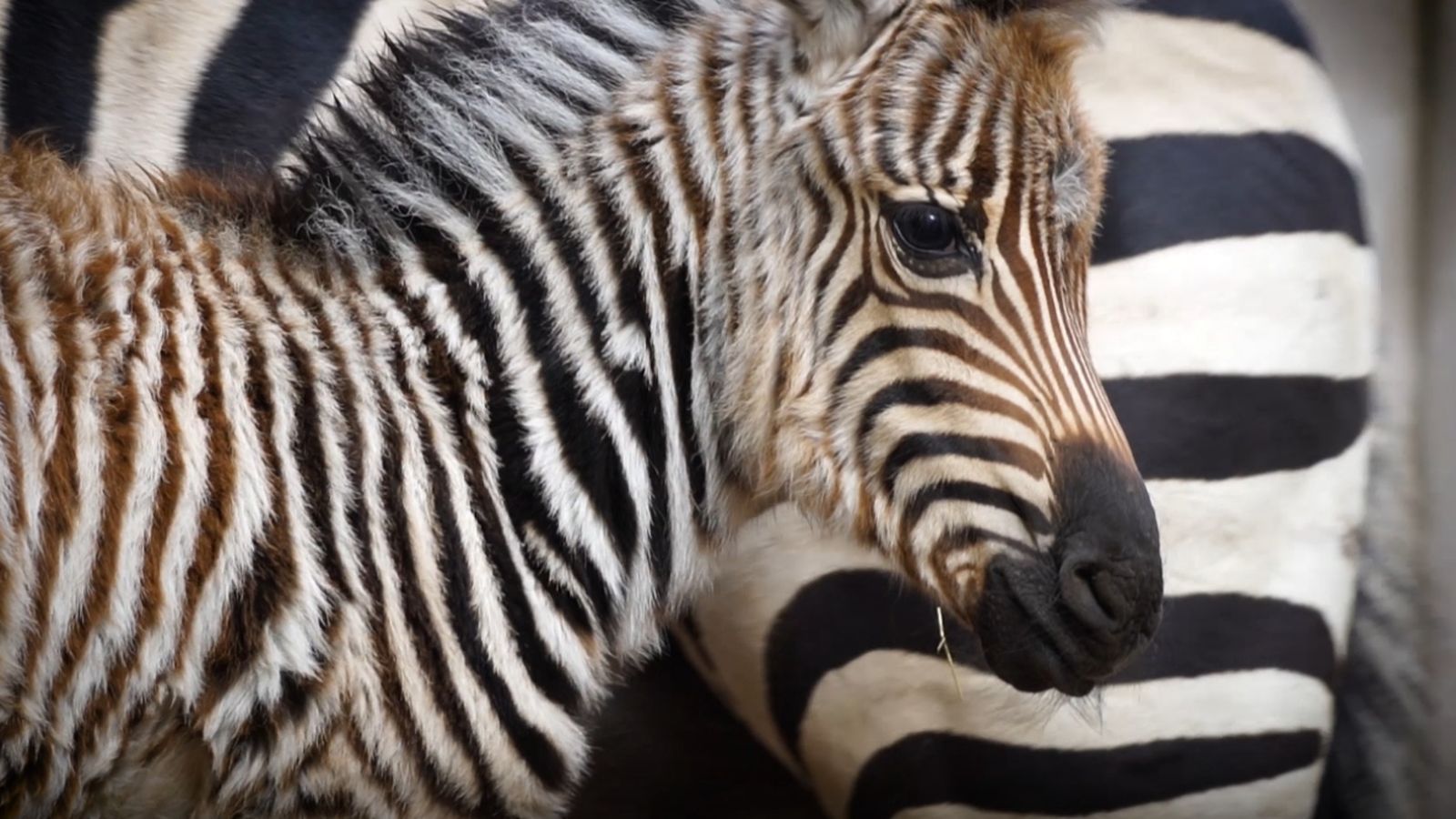 La zebra Filomena amb sa mare