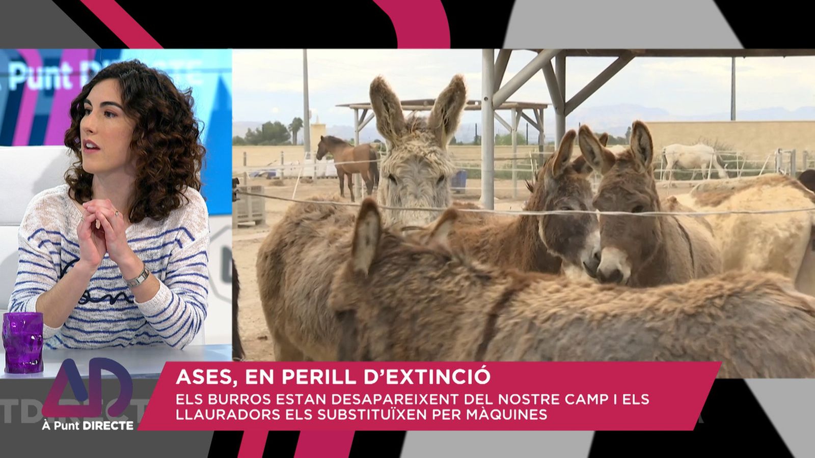 Ases, en perill d’extinció