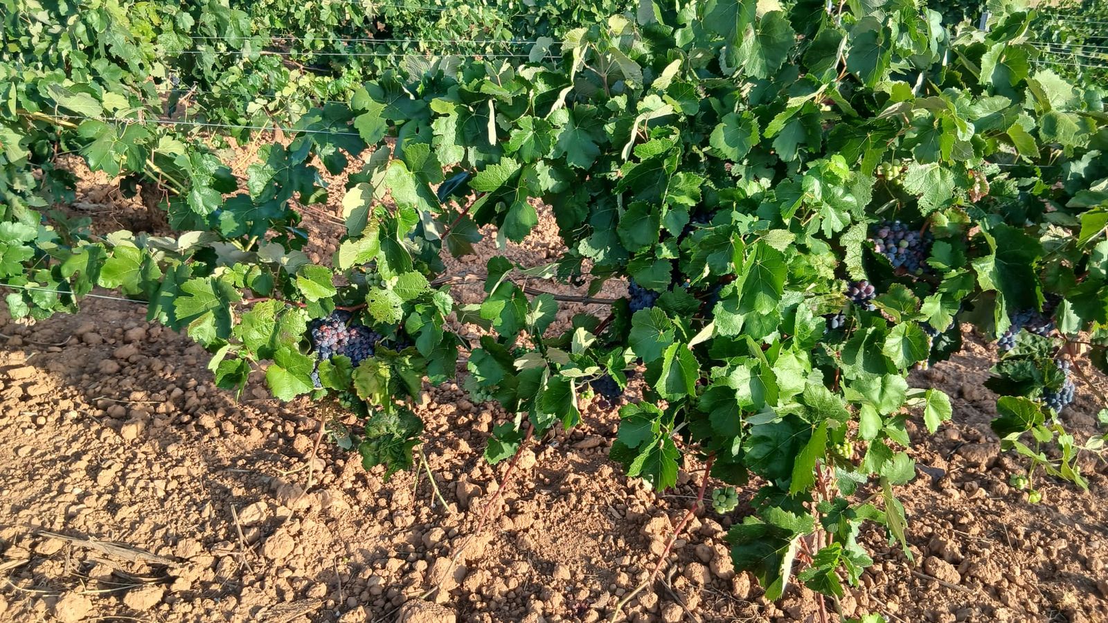Raïm destinat a cava