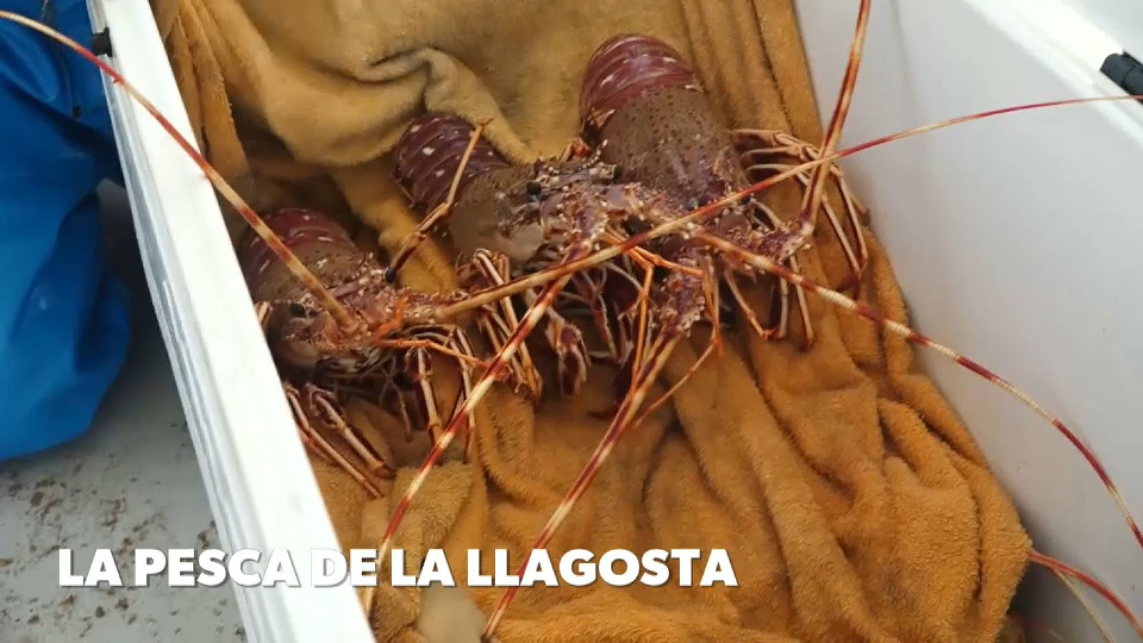 La pesca de la llagosta