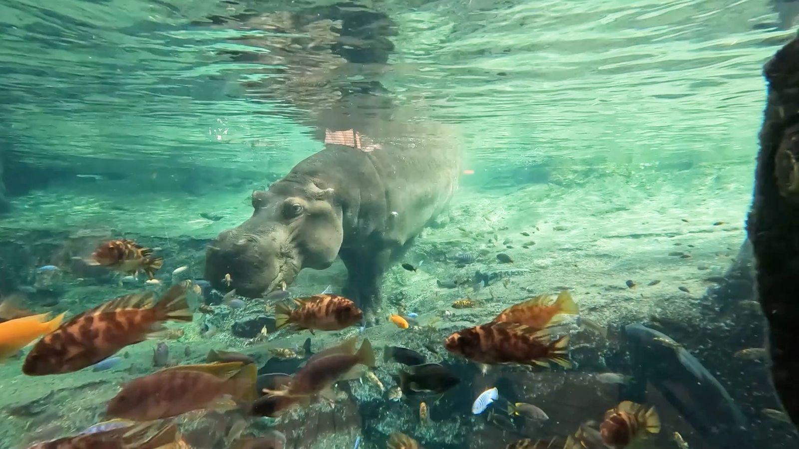 Una imatge del programa Animalades