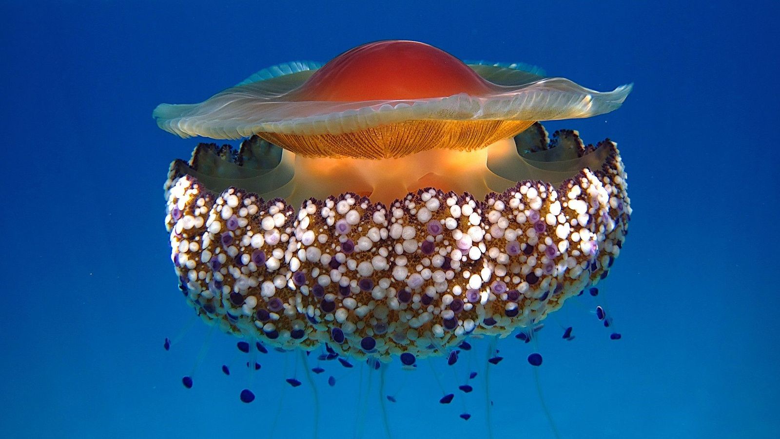 Imatge d'arxiu d'una medusa simbiont