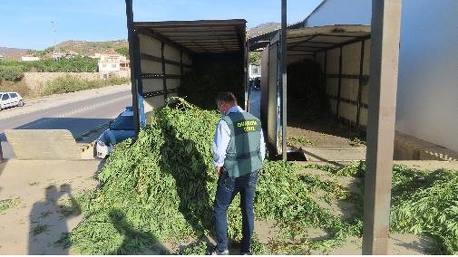 Imatge d'arxiu d'una incautació de plantes de cànnabis en una operació de la Guàrdia Civil